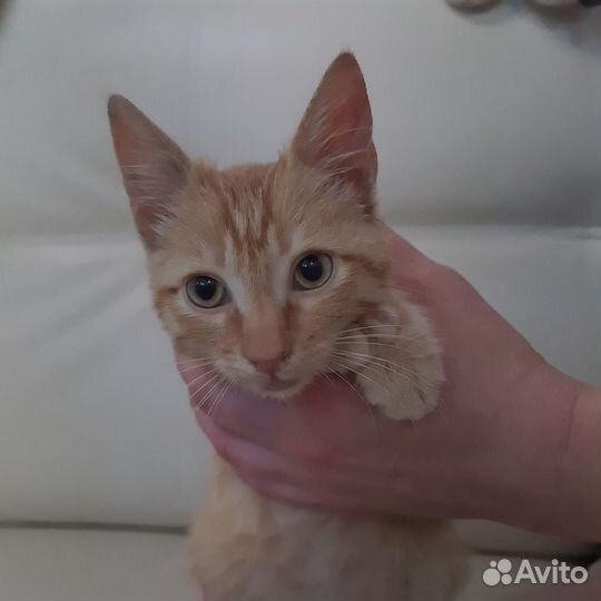 Рыжий красавчик в дар