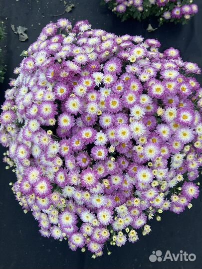 Хризантемы мультифлора