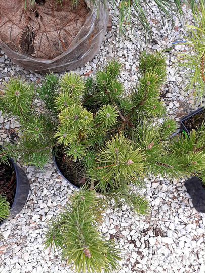 Сосна горная Мугус