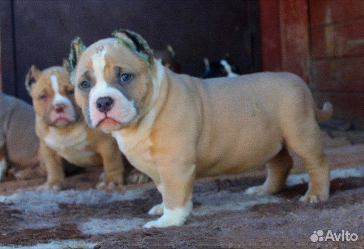 Американский булли. Девочка и два мальчика