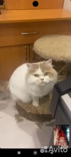 Шотландская