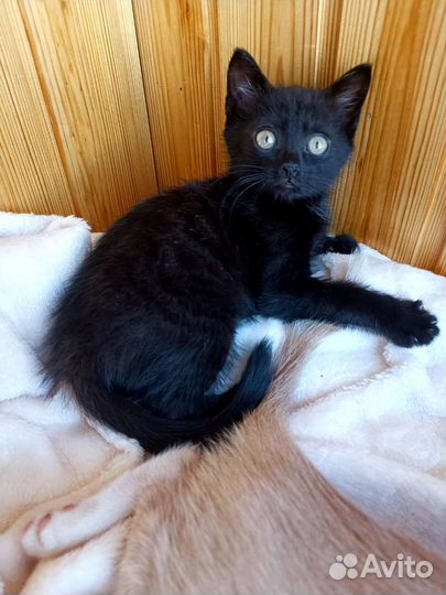 Котёнок 2 мес котик