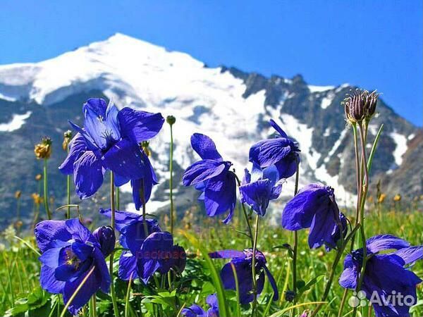 Картина по номерам 40x50 Круглолистый колокольчик