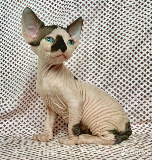 Неземная девочка канадского сфинкса