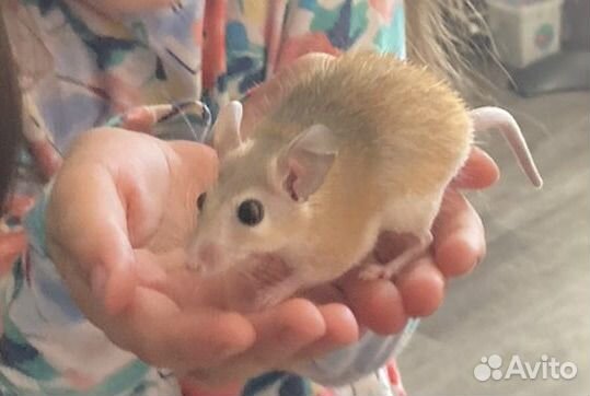 Мышь иглистая