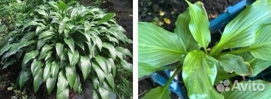 Хосты, разные сорта