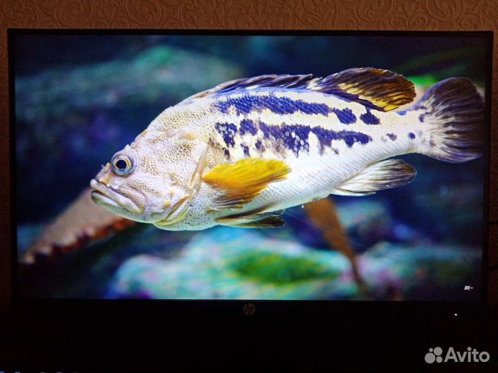 HP 165Герц игровой монитор