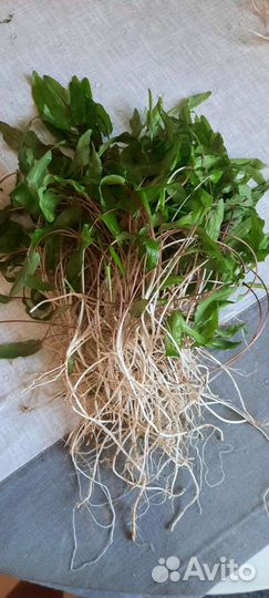 Аквариумное растение Криптокорина 