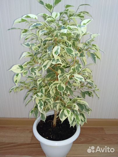 Фикус Бенджамина(сорт Старлайт)