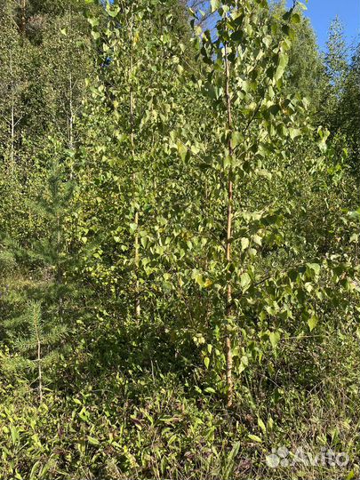 Береза саженцы