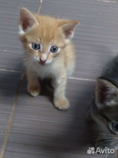 Отдаю добрые руки котят 1,5 мес