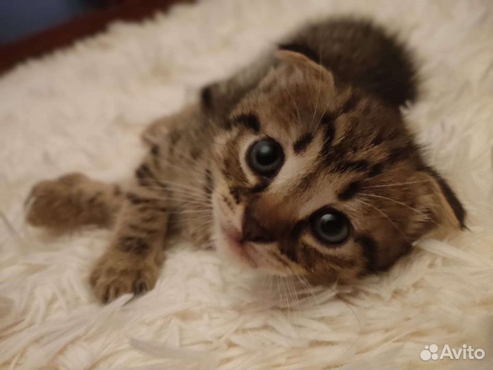 Трое котят ищут дом