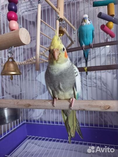 Попугай корелла птенец
