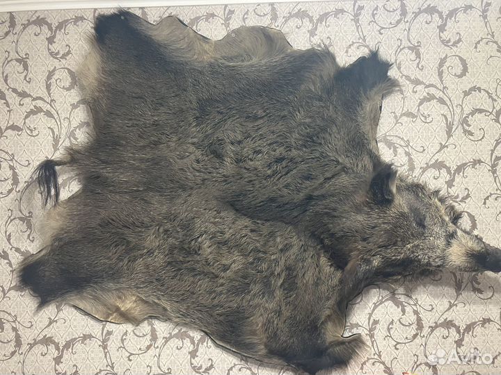Шкура кабана с головой