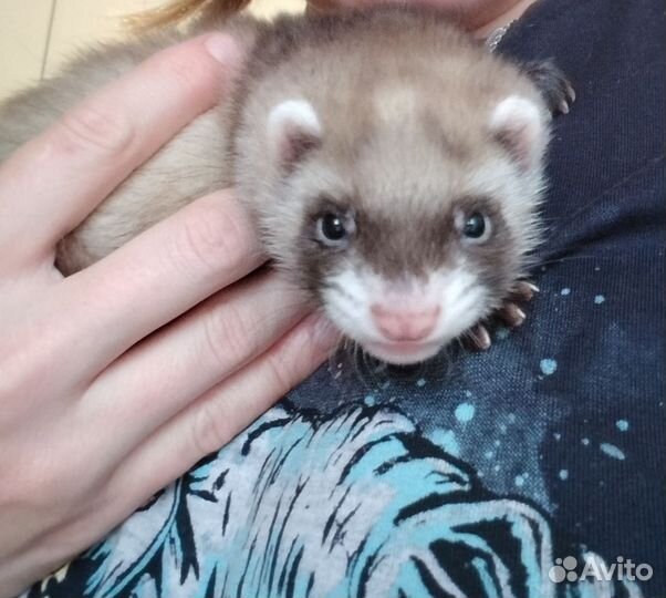 Хорек