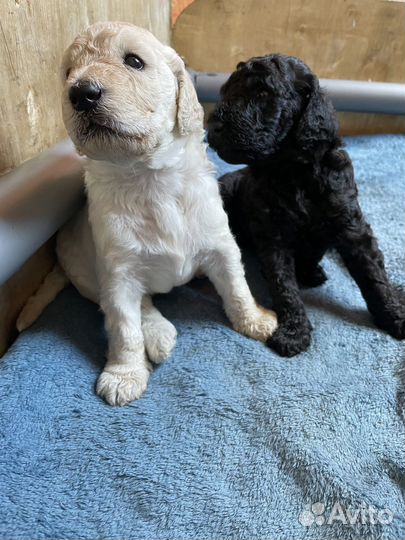 Королевский пудель