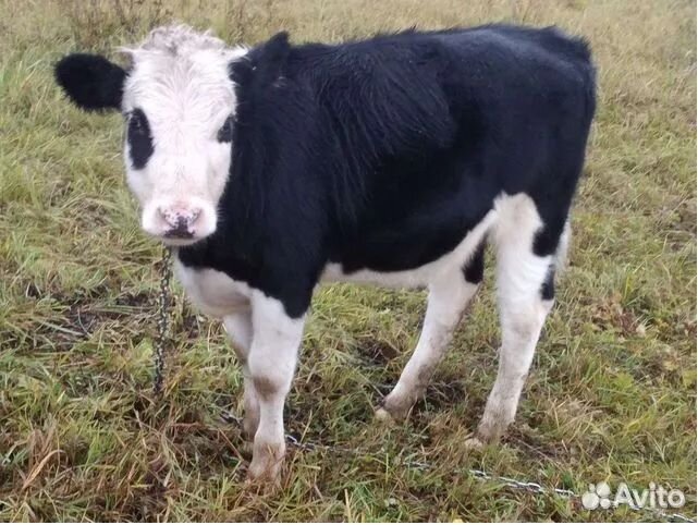 Телка, бычок (8месяцев)
