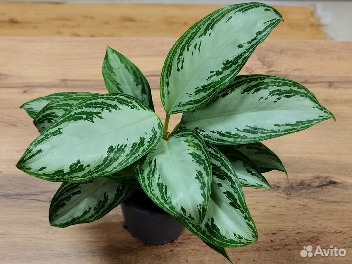 Взрослые сортовые аглаонемы в ассортименте