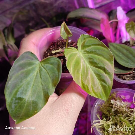 Сингониум, сциндапсус, филодендрон