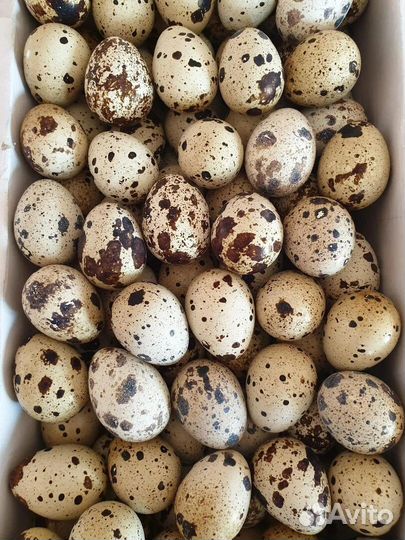 Яйца перепелиные