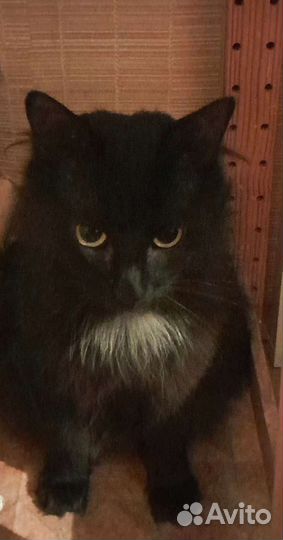 Котик с хвостиком как у зайца