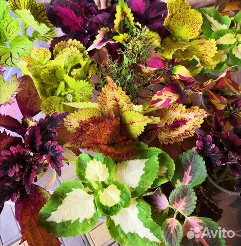 Колеус сортовой