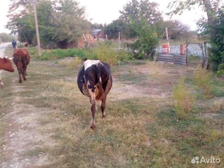 Корова дойная