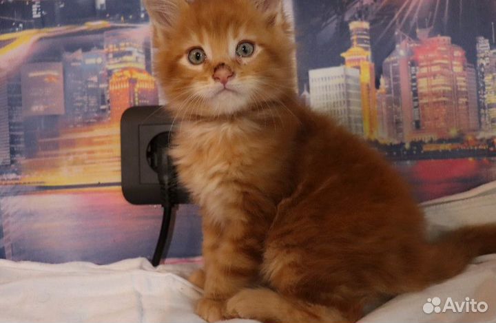 Животные, аренда,доставка