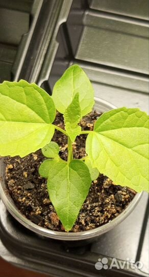 Катальпа Овата