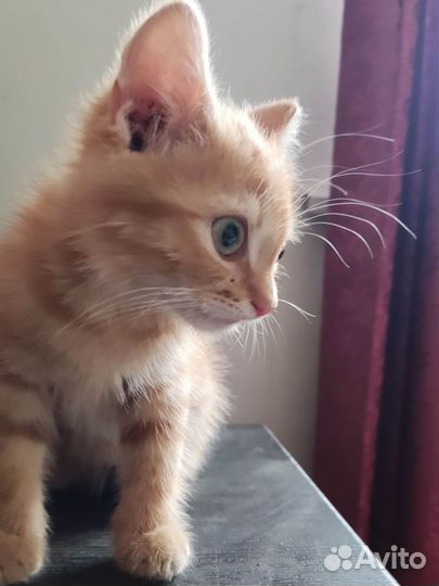 Котёнок мальчик