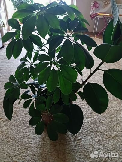 Комнатные растения