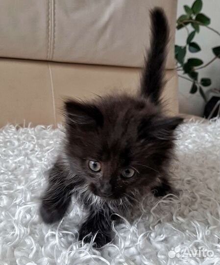 Котик в добрые руки