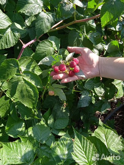 Ремонтантная малина