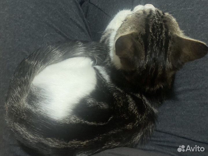 Кошка