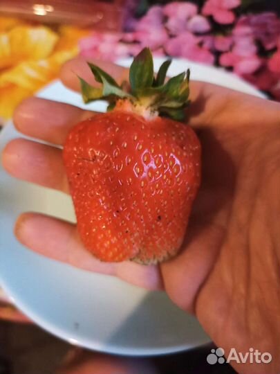 Рассада клубники лючия