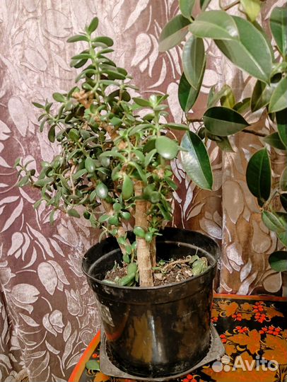 Толстянка, денежное дерево 3 шт в горшке