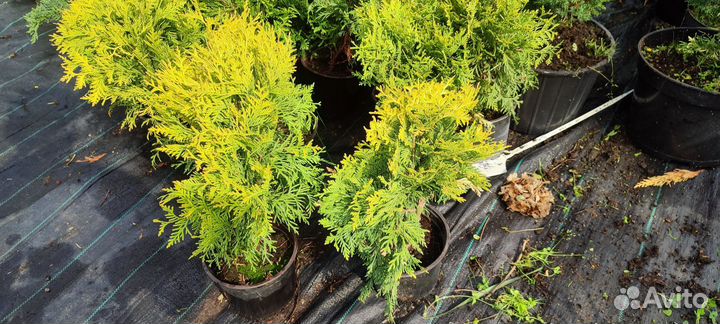 Вечнозеленые растения разные