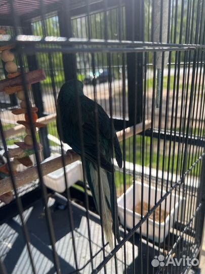 Какарики синие