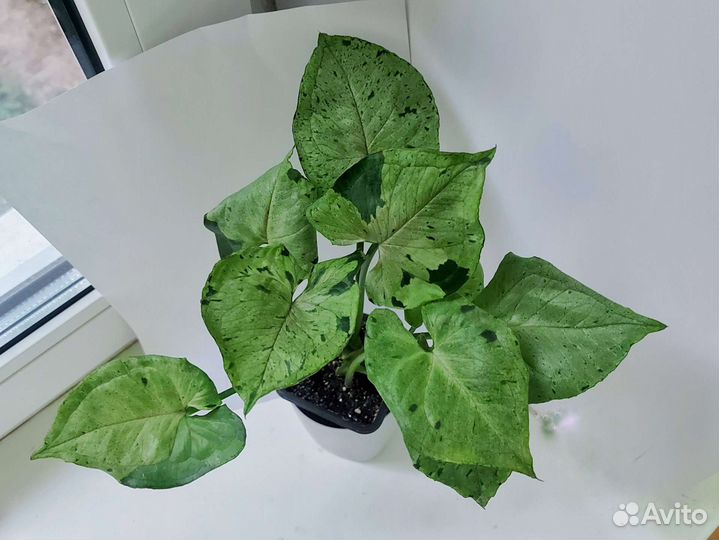 Сингониум серый призрак сорт растение комнатное