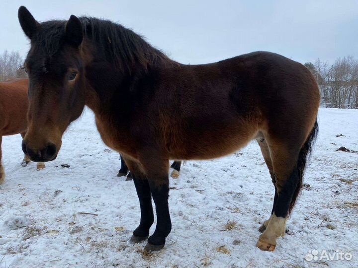 Продам лошадей