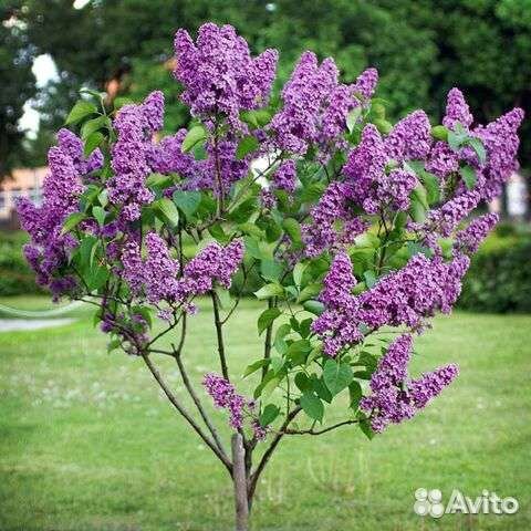 Сирень саженцы