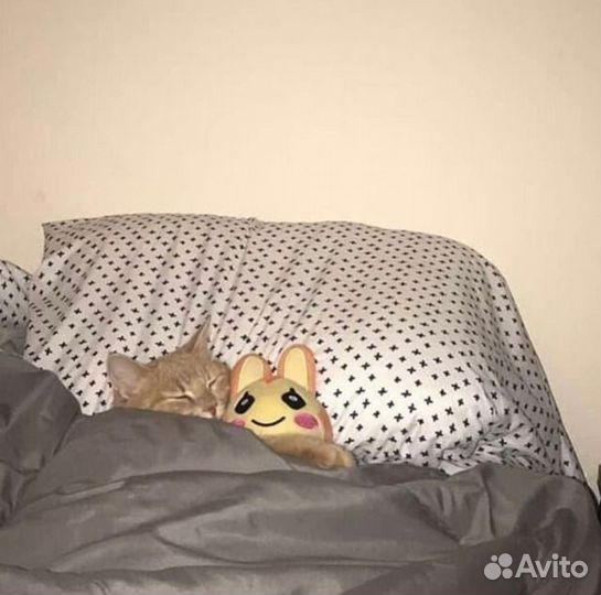 Зооняня, передержка, гостиница для питомца