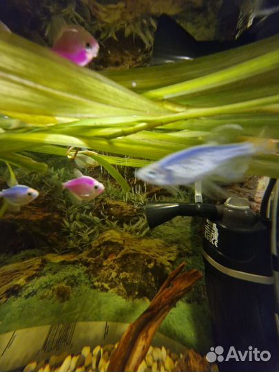 Аквариум с рыбками