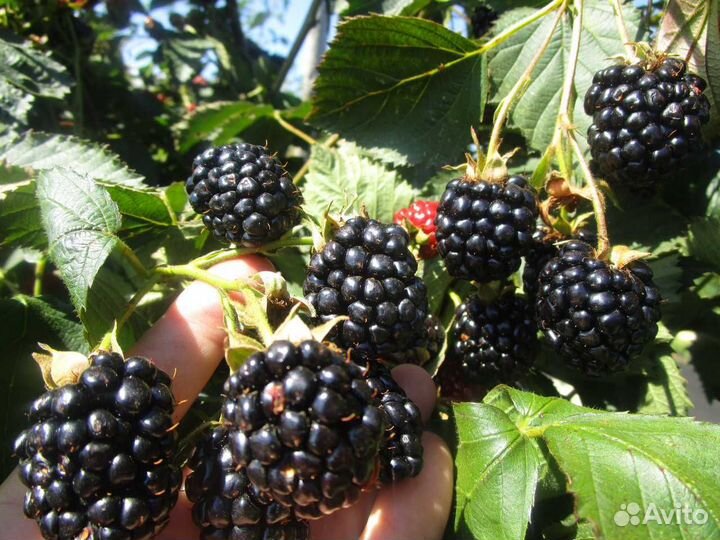 Осейдж ежевика без шипов.В черте города