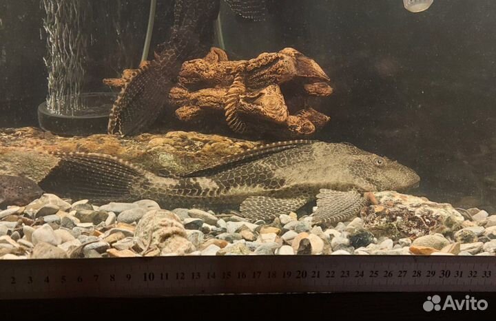 Аквариумные сомы