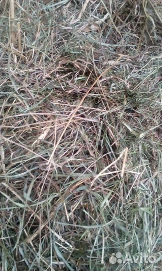 Сено укос 2024 год, тюки по 22-25 кг