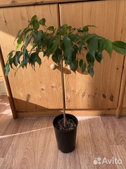 Фикус бенджамина