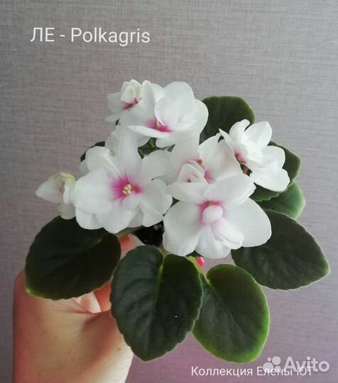 Сортовые фиалки мини