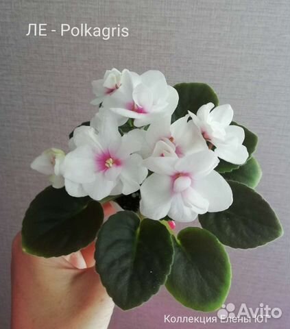 Сортовые фиалки мини