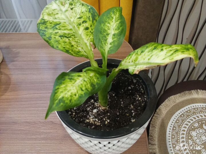 Диффенбахия